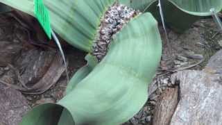 From Angola, Namibia: Welwitschia Mirabilis