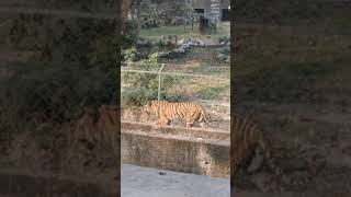 The bengol Tiger 🐯 Walking in kolkata Zoo // Zoo of Joy Kolkata
