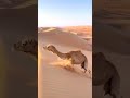 a camel struggles to survive in the desert মরুভূমিতে একটি উটের বেচে থাকার লড়াই