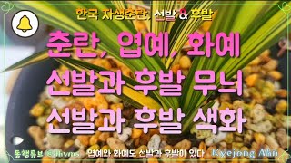 《춘란, 선발 \u0026 후발》🌱엽예와 화예도 선발과 후발이 있으며, 엽예의 급소멸 무늬도 있다,⚘️