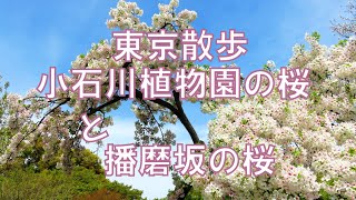 小石川植物園の桜と播磨坂の桜