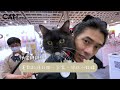 second brush taiwan s largest pet exhibition try to eat all you can eat