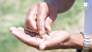 La concimazione del grano