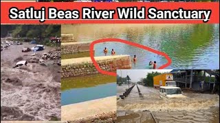 Satluj River 🚣❌ Beas RiVer Harike Pattan Wild Sanctuary Fees 2023