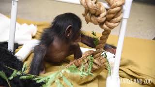 Baby Chimp Maisie with Enrichment