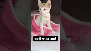 नवरी पसंत आहे #comedy #viral #shorts #cat comedy video