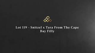 Lot 119 - Snitzel x Tara From The Cape