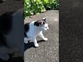 舌をしまい忘れた猫 猫動画