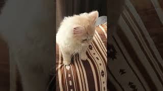 【可愛い】帰宅後の子猫の甘えた鳴き声に癒される♡#猫 #cat #shorts