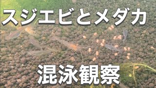 スジエビはメダカを襲うのか？混泳できない？実録観察シリーズ③