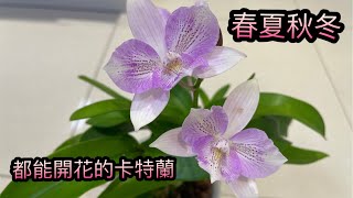 卡特蘭種植24）春夏秋冬都能開花 🌼我養過最好養的卡特蘭（Cattleya Chantilly Lace Twinkle)15-5-2021）