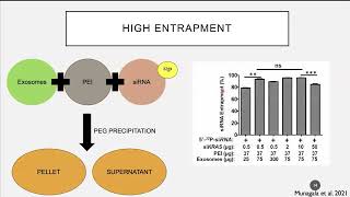 Webinar: Exosome-Mediated Delivery of Small Molecules, RNA & DNA for Development of Cancer Therapies