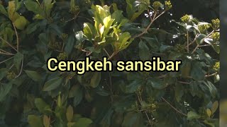 cengkeh sansibar kolaka umur 4 tahun produksi luar biasa