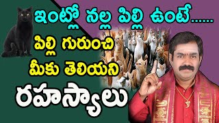 Interesting Facts about Cats | పిల్లి గురుంచి మీకు తెలియని రహస్యాలు | Cats | Pooja Tv Telugu