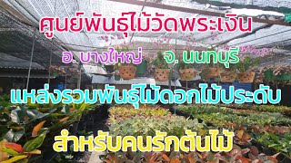 ศูนย์พันธุ์ไม้วัดพระเงิน แหล่งรวมไม้ดอกไม้ประดับสำหรับคนรักต้นไม้