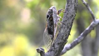 Cicada singing