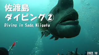 【佐渡島②】ダイビングDiving in Sadogashima, Niigata