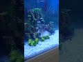 Waterfall Fishtank @odeonaquarium | Falcon Aquarium services