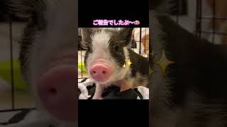 #shorts 子豚がわが家に来た #こぶた #かわいい #ミニブタ #pig #piggy #cute #cutebaby