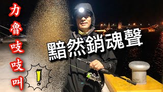 巨大軟絲力魯吱吱叫！流水一到連花枝透抽都來捧場！澎湖岸拋 餌木 Squid Fishing in Taiwan 2020/02