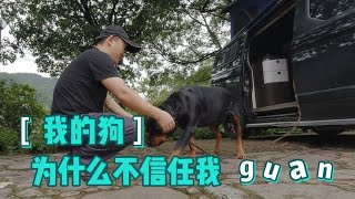 罗威纳犬本该勇猛无比，却总是爱低头，是主人打的太狠了吗？