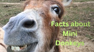 Discover some fascinating facts about mini donkeys 🫏  ￼