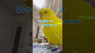 正しくは「ファイト一発きぃちゃんマン」です^_^ #お喋りインコ動画 #インコおもしろ #黄色いインコ #癒し #お喋りインコ #birds