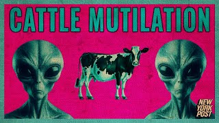 Are UFOs killing cows? We investigate the \