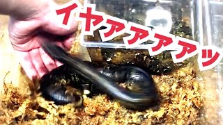 激荒すぎる蛇！牙が鋭すぎて餌やりがまさかの結末に…