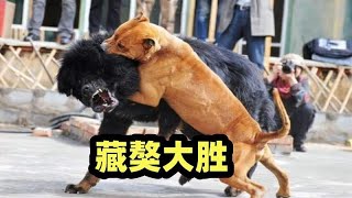 东方猛犬藏獒打败美国比特犬，高原地区顶级悍犬