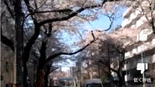 東京の桜の名所🌸　哲学堂～新井薬師　中野通り