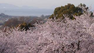 春の円通寺公園　良寛茶会