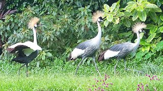 黑冕鶴(西非冕鶴、黑冠鶴)/Black Crowned Crane