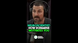 Neuroscientist: How Dopamine Motivates You | Andrew Huberman #joerogan #neuroscience