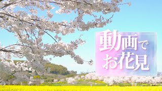 動画でお花見 -島原の桜2021-