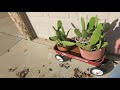 thornless nopal cactus in the winter months.