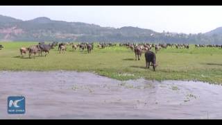 Amazing spectacle: Hundreds of buffaloes swim across river