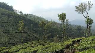 Kelagur tea estate