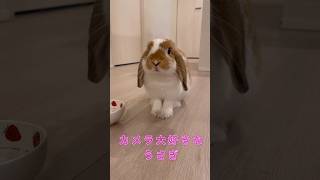 カメラ大好きなうさぎ#shorts #うさぎ #うさぎのいる暮らし #rabbit #癒し #ペット