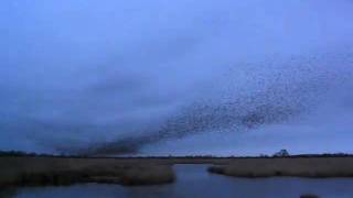 Amazing murmuration - thousands of starlings