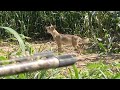 Close Range Coyote Hunting w/ Shotguns! Multiple Stands w/ Coyotes Under 4 Yards!