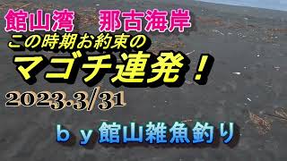 館山湾那古海岸　この時期お約束のマゴチ連発♪　2023.3/31　ｂｙ館山雑魚釣り