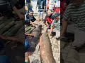 Ternyata Ada 20 Ekor Arapaima Gigas Raksasa Yang Hanyut Karena Banjir Di Garut #shorts