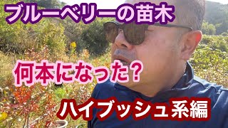 ブルーベリーの苗木　何本になった？　ハイブッシュ系編