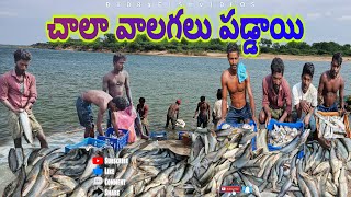 చాలా వలగలు పడ్డాయి #fishing #livefish #prawns #fish #penumudi #penumudiriver #penumudifishing #fish