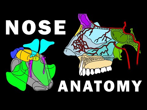 Is the nose contains the smallest muscles in the body alongside the smallest bones?