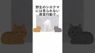 動物園でシロクマが同じ動きを繰り返していたらそれは…【闇が深い雑学】