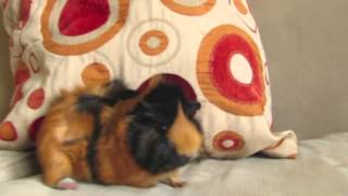 Meet Falcon the Guinea Pig!