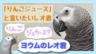 【ヨウムのレオ君】「りんごジュース」と言いたいレオ君