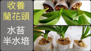 蘭花種植 水苔半水培種植收養的蘭花頭22/3/2022